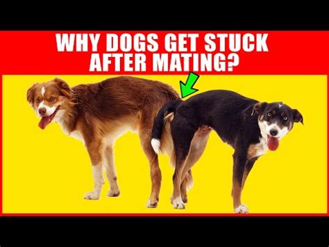 dog intercourse|Exploring the Science behind Dogs Getting Stuck Together